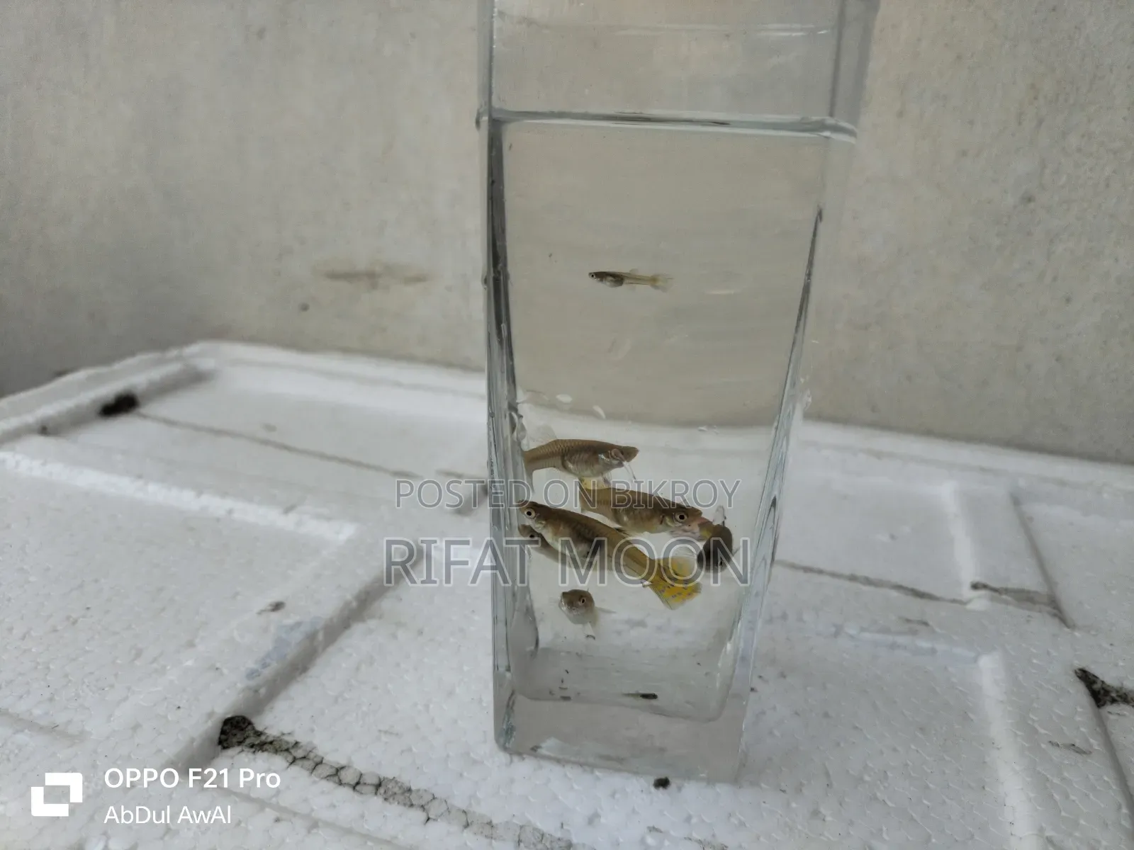 Mix Guppy Adult