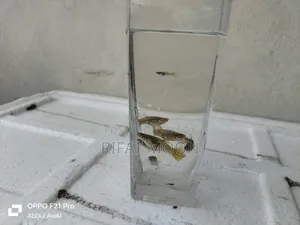 Mix Guppy Adult