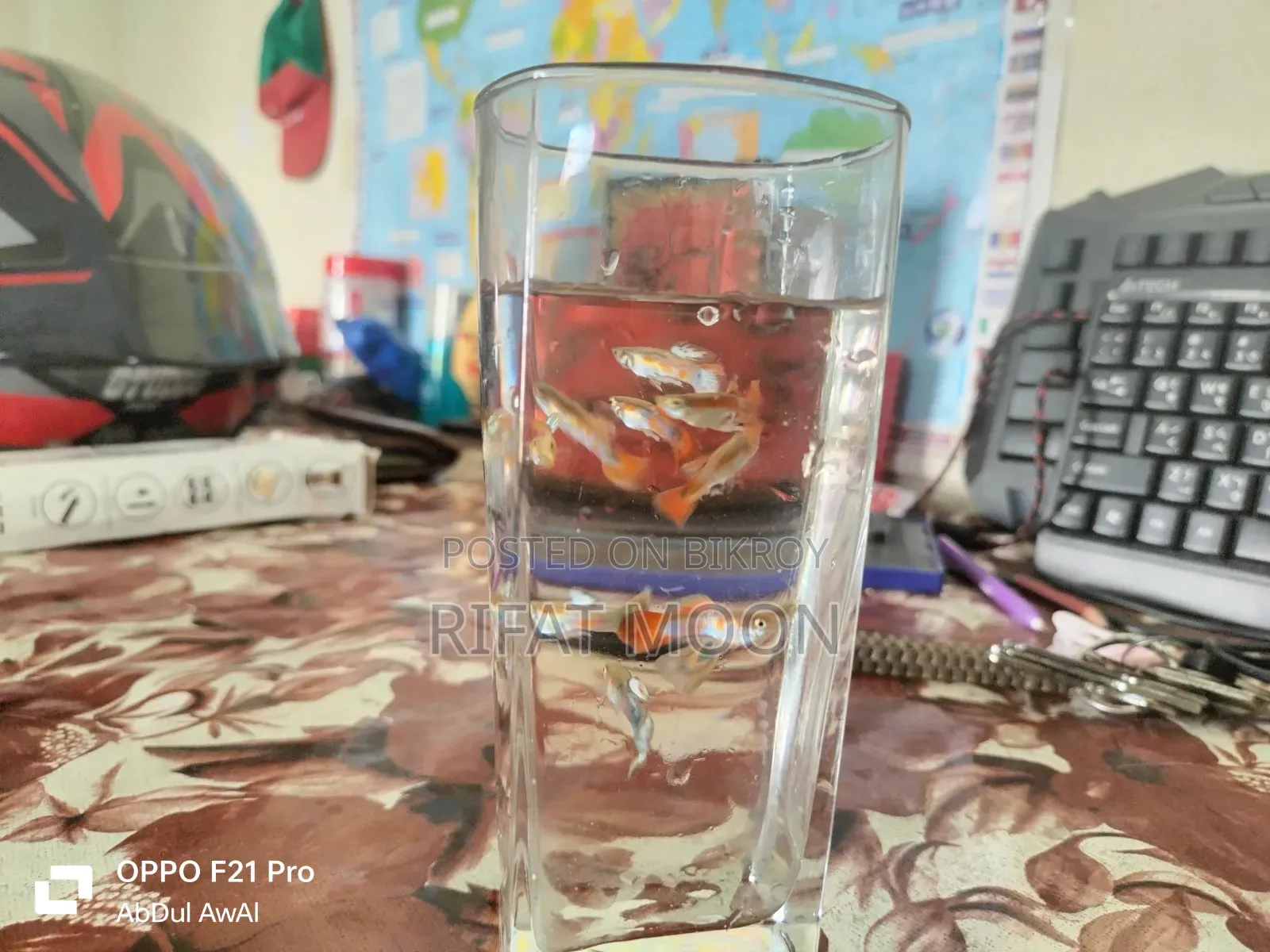 Mix Guppy Adult