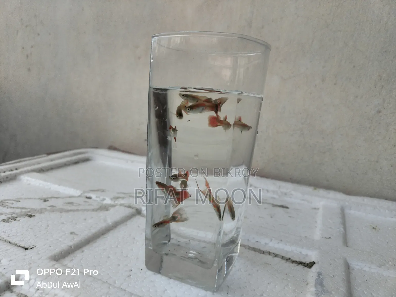 Mix Guppy Adult