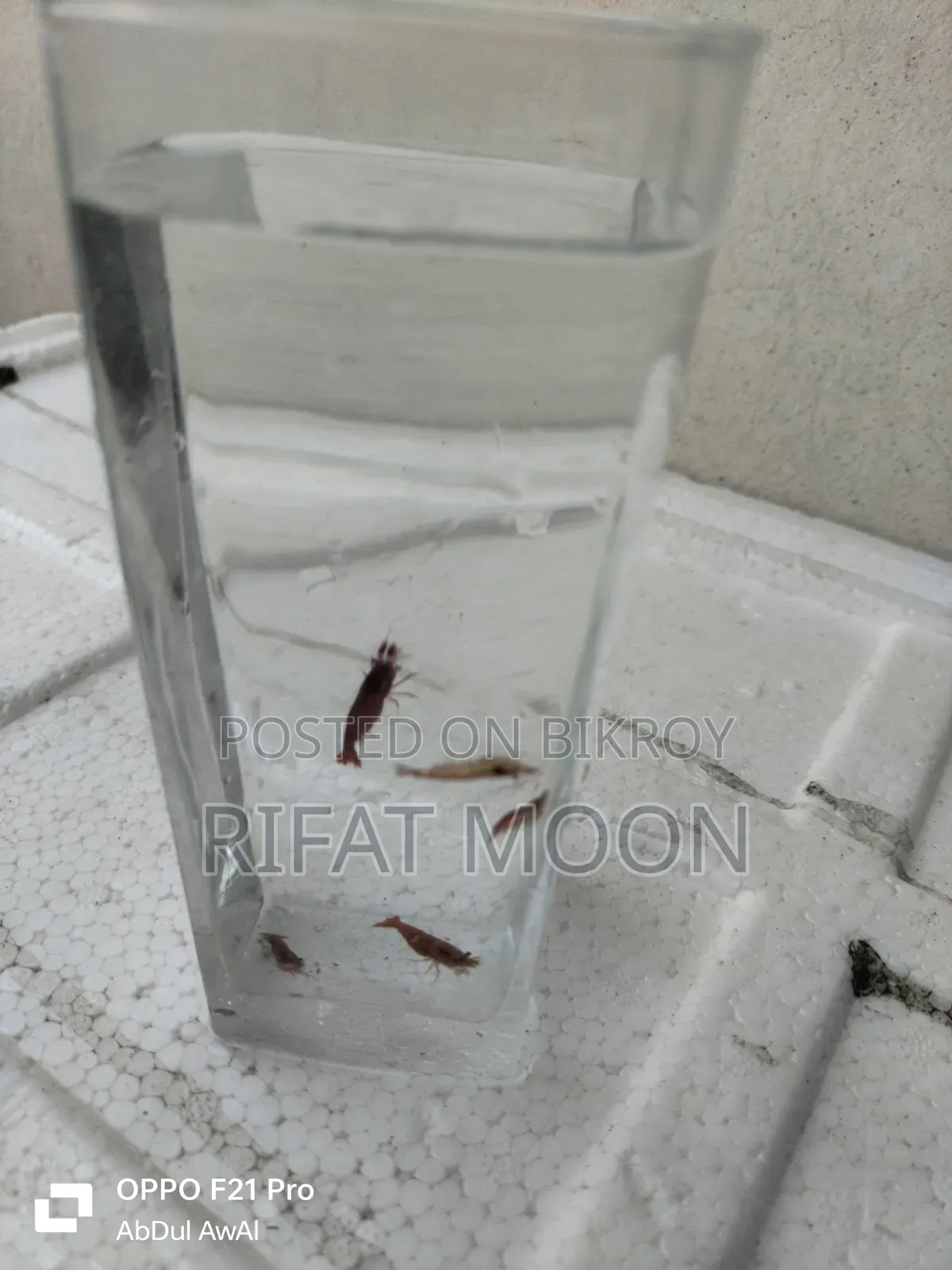 Mix Guppy Adult