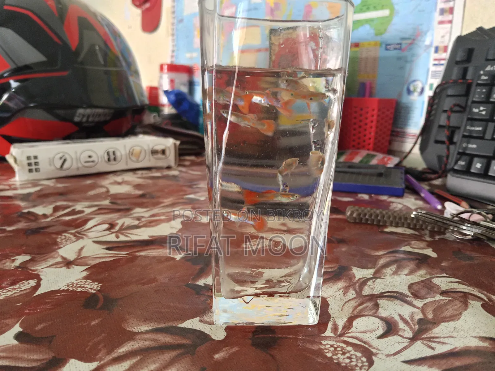 Mix Guppy Adult