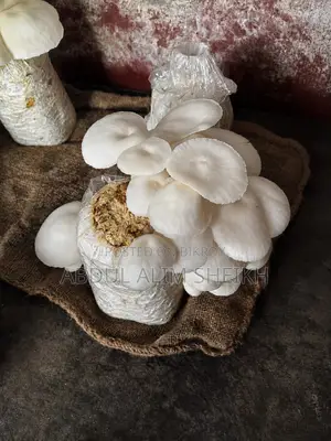 ফ্রেশ অয়েস্টার মাশরুম বিক্রি করা হবে ঢাকার ভিতরে সম্পূর্ণ ফ্রেশ।