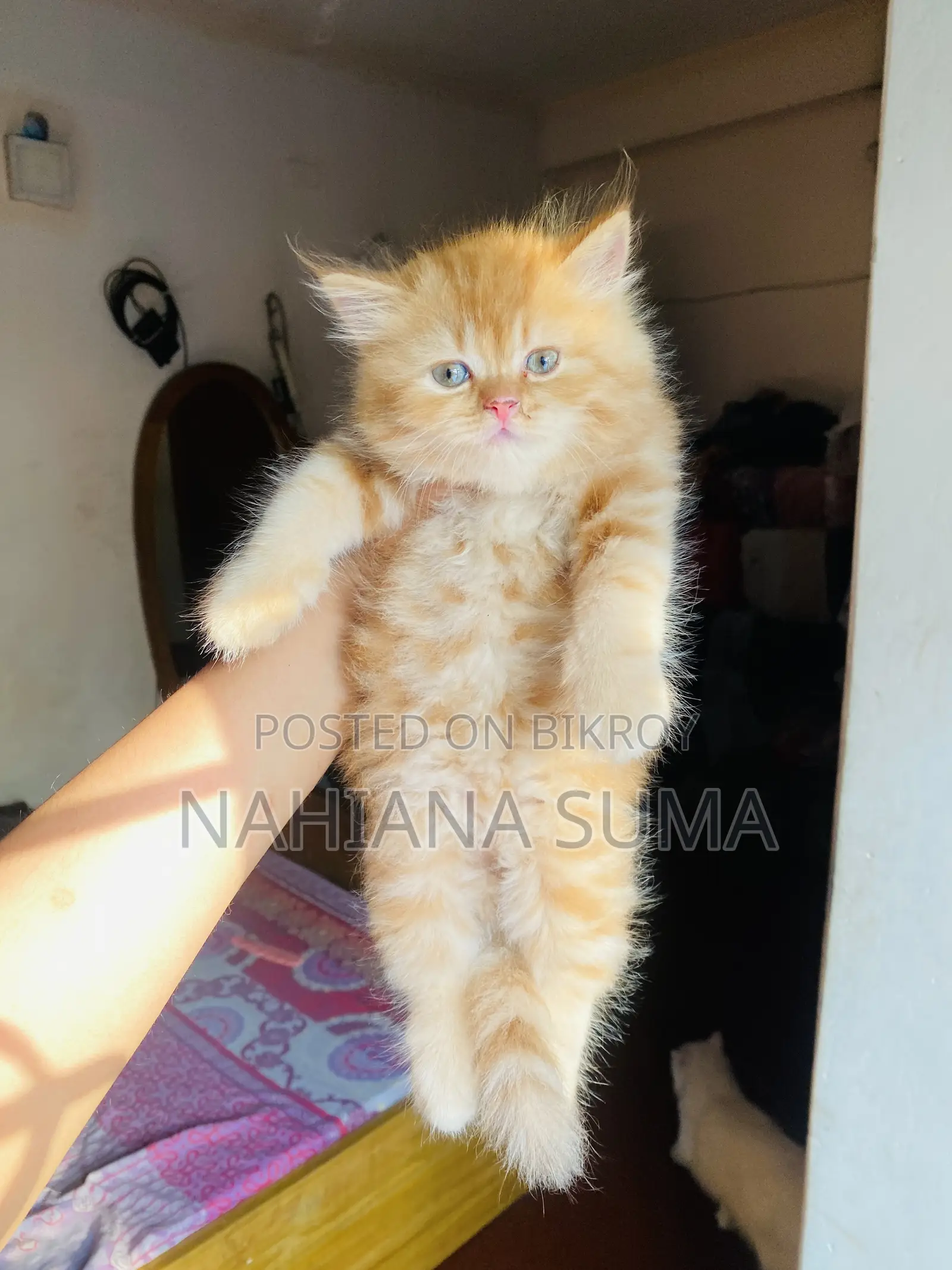 1-3 Months Female Purebred Persian