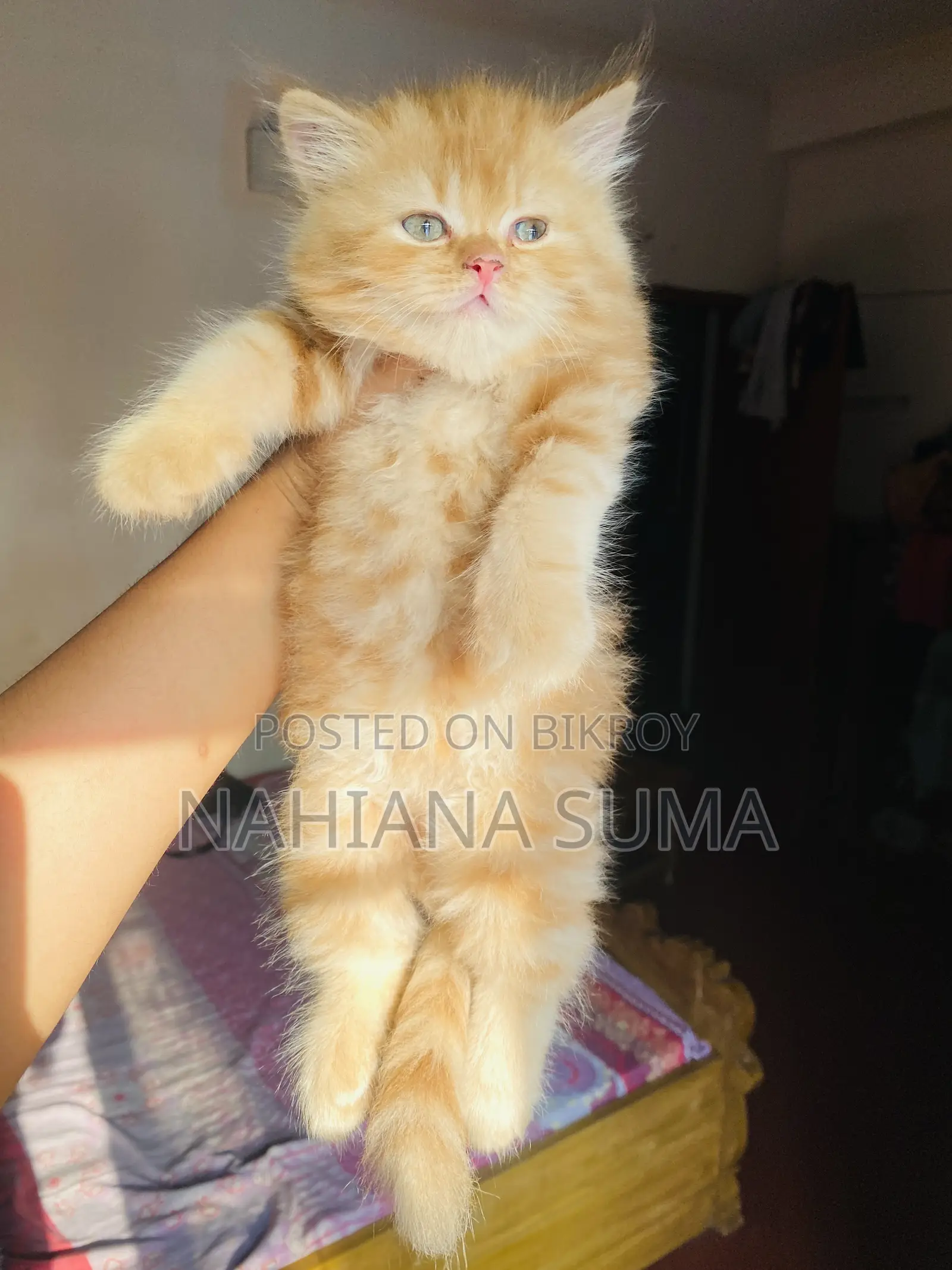 1-3 Months Female Purebred Persian
