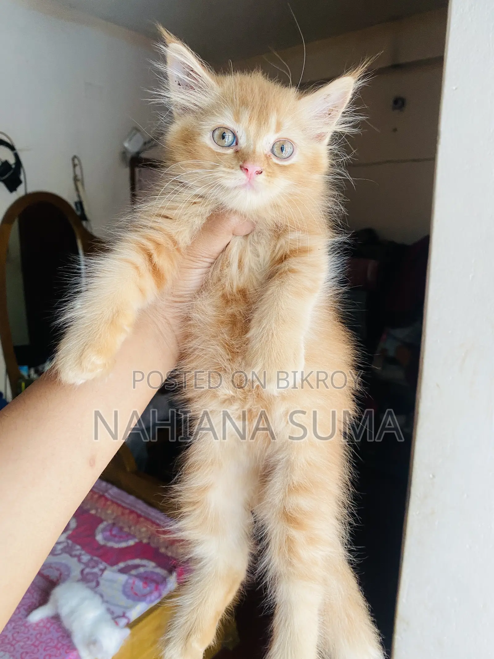 1-3 Months Female Purebred Persian
