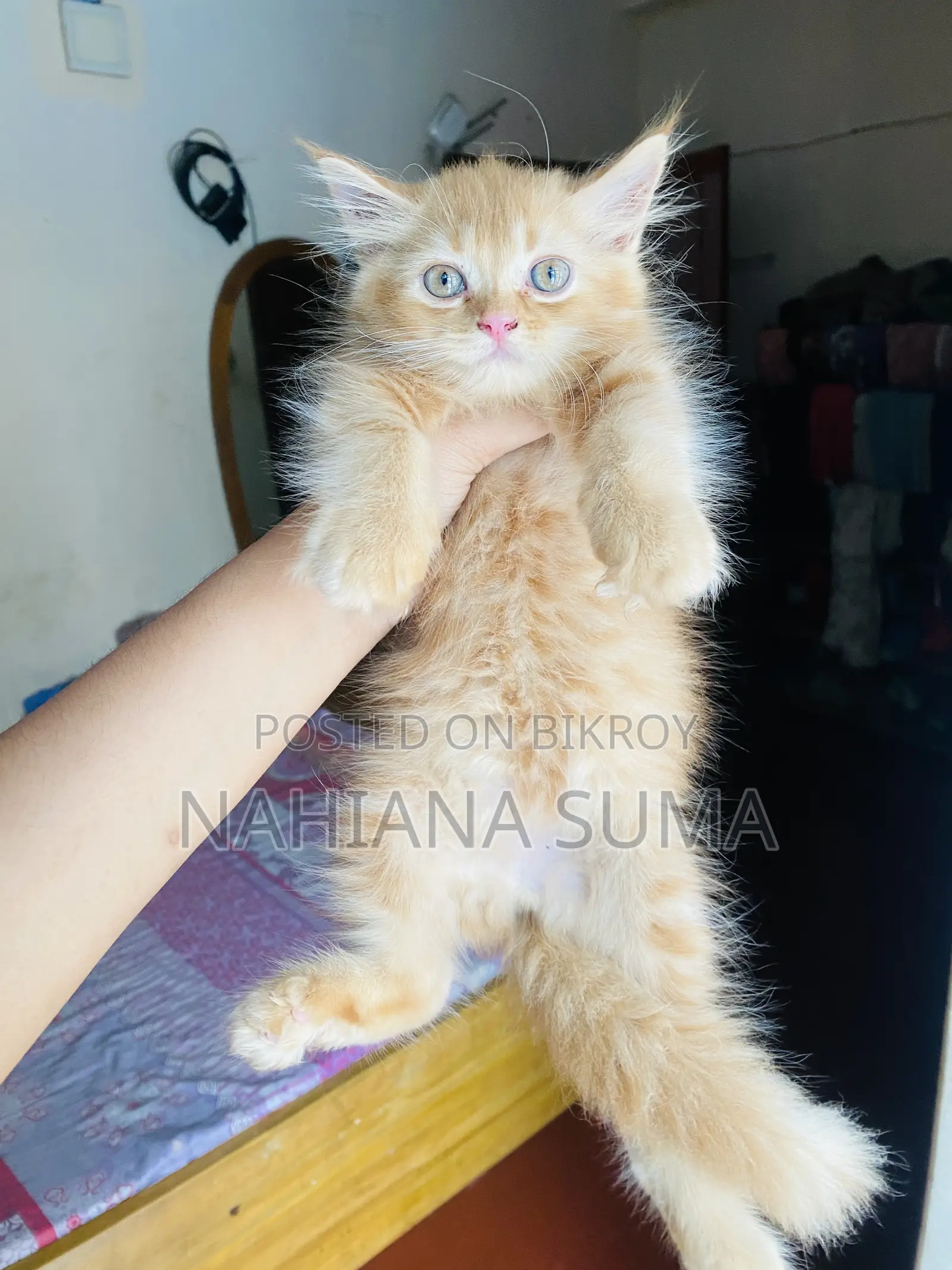 1-3 Months Female Purebred Persian