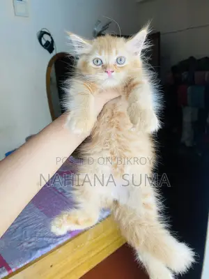 1-3 Months Female Purebred Persian