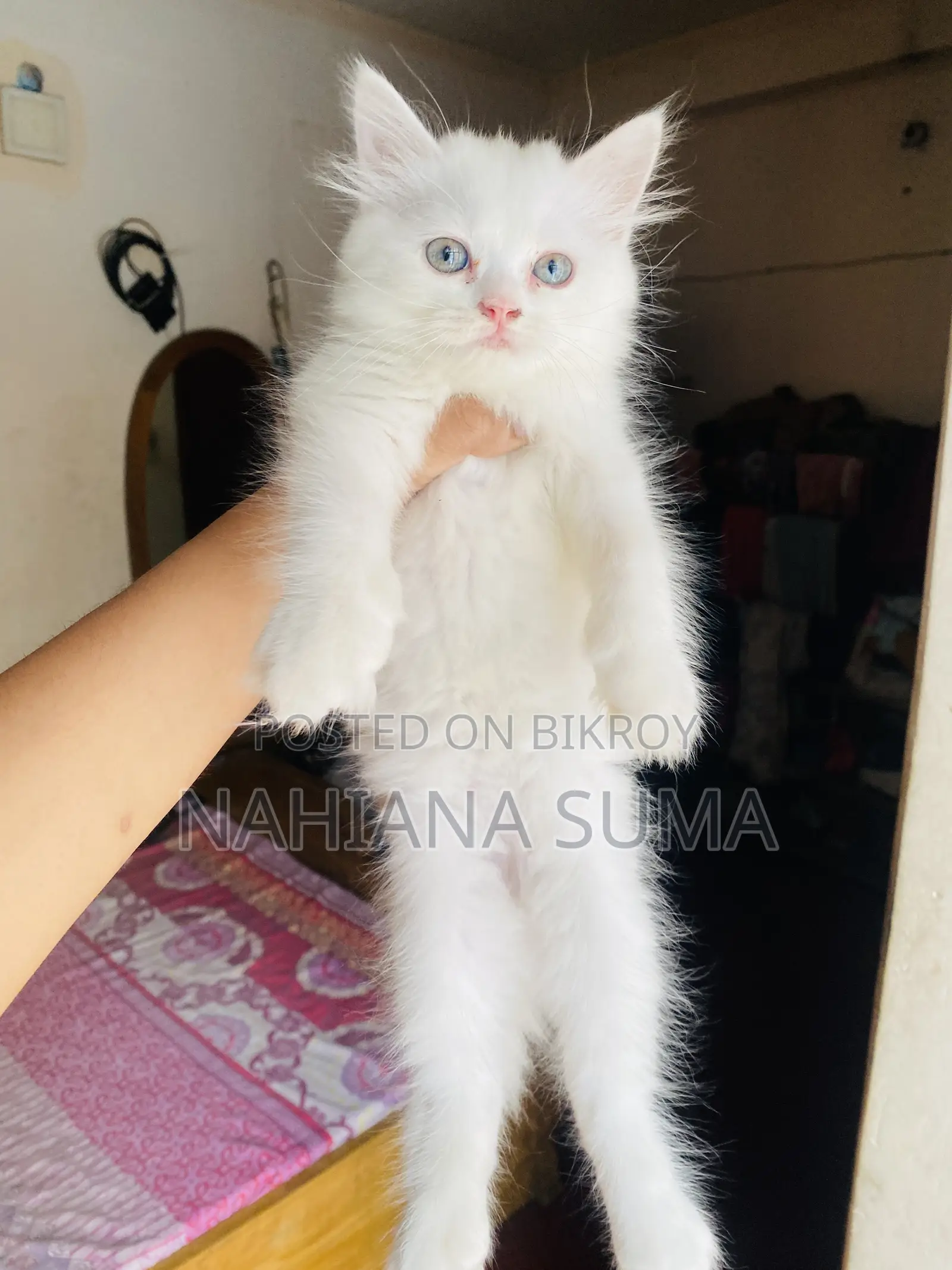 1-3 Months Female Purebred Persian