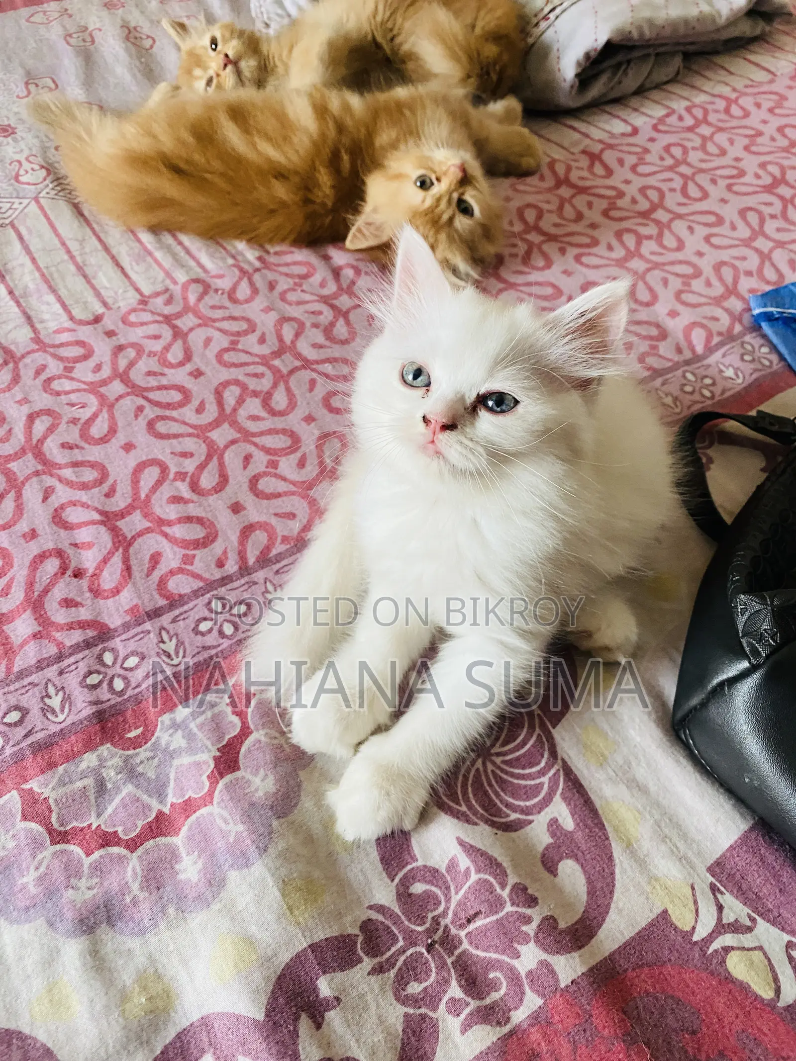 1-3 Months Female Purebred Persian