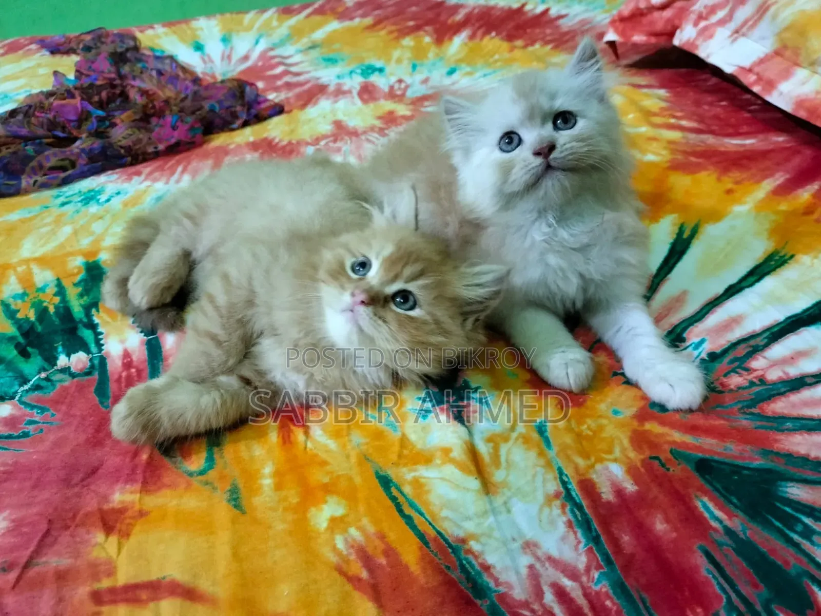 1-3 Months Female Purebred Persian