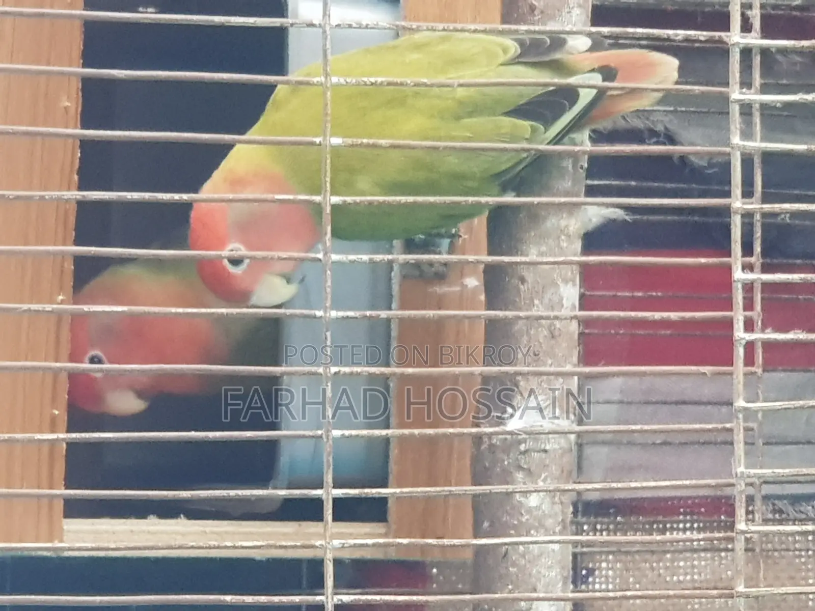 অ্যালবিনো ককাটেল