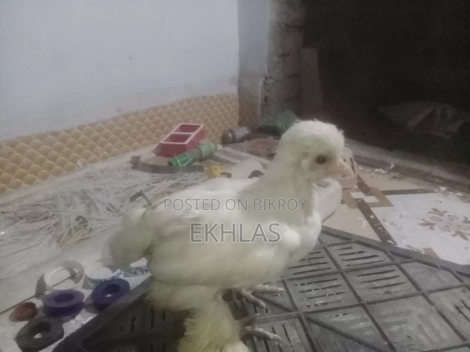 তুর্কী সুলতান মুরগির বাচ্চা (১ জোড়া)