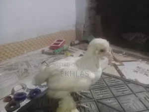 তুর্কী সুলতান মুরগির বাচ্চা (১ জোড়া)