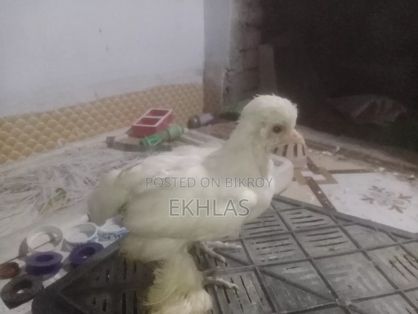 তুর্কী সুলতান মুরগির বাচ্চা (১ জোড়া)