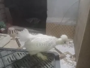 তুর্কী সুলতান মুরগির বাচ্চা (১ জোড়া)
