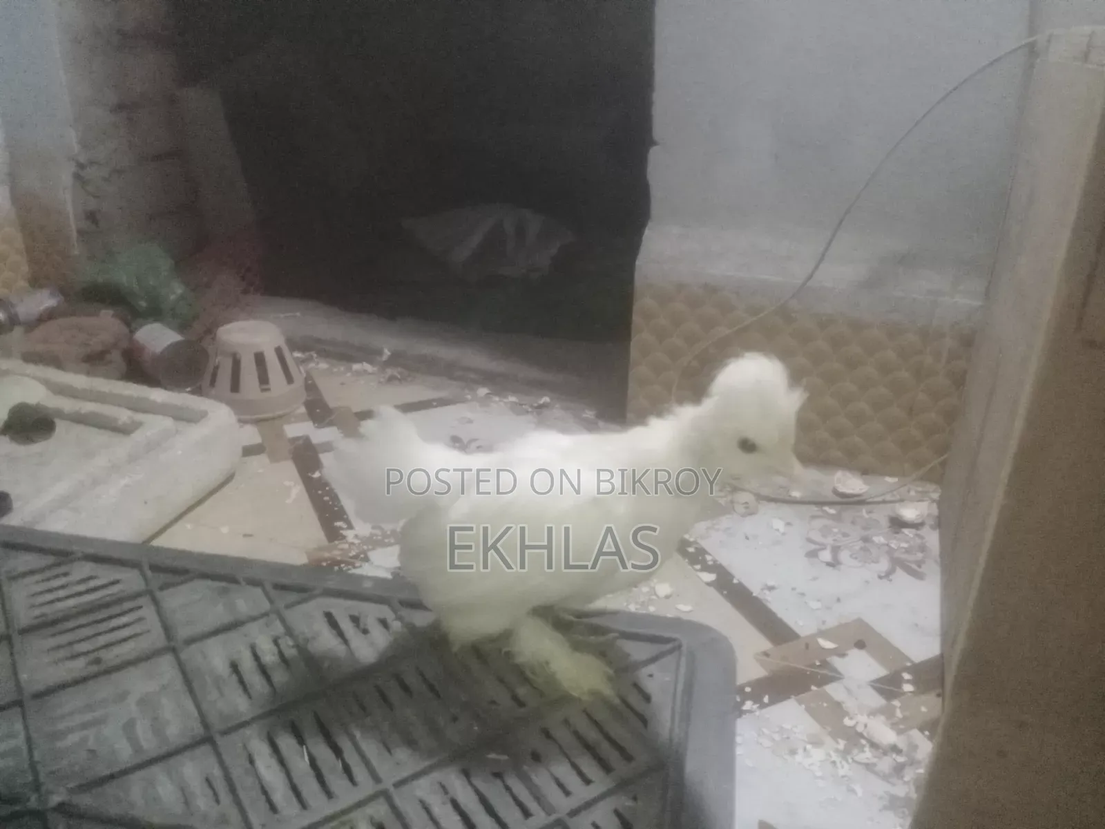 তুর্কী সুলতান মুরগির বাচ্চা (১ জোড়া)