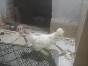 তুর্কী সুলতান মুরগির বাচ্চা (১ জোড়া)