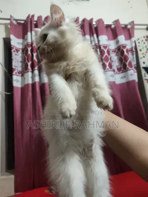 3-6 Months Female Purebred Persian