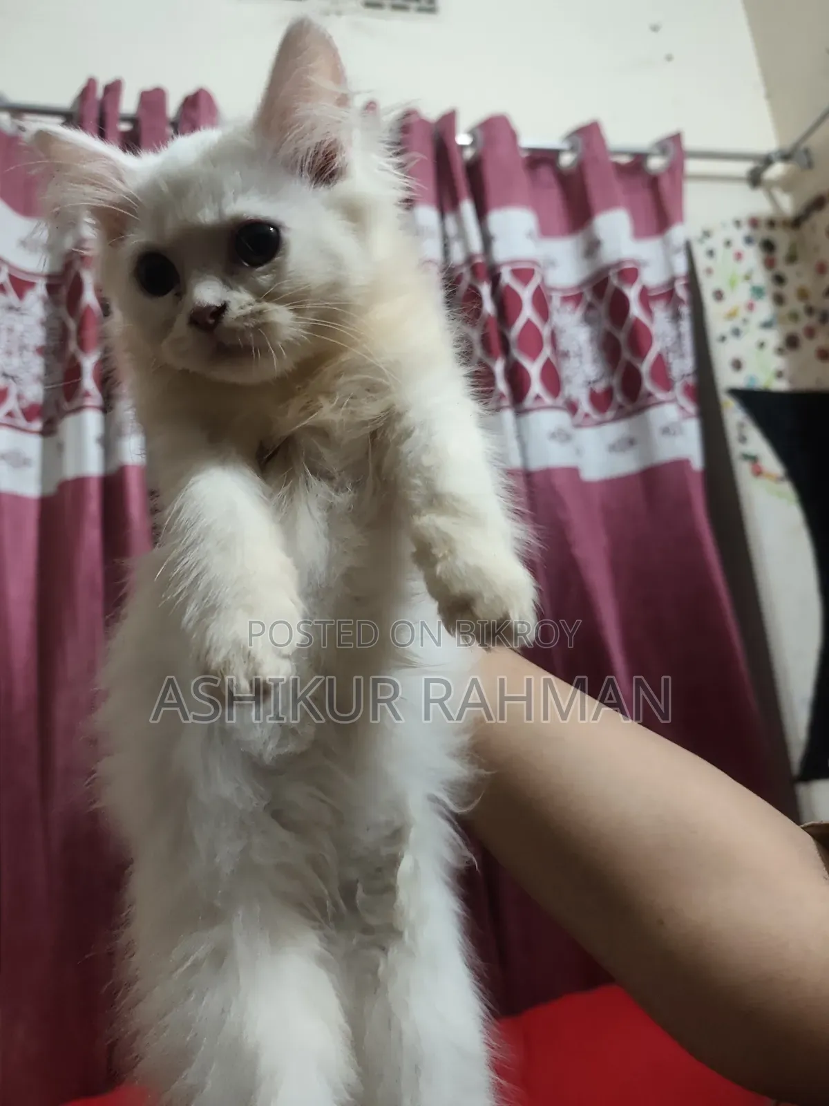 3-6 Months Female Purebred Persian