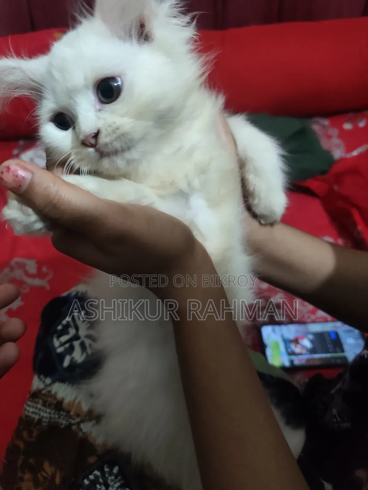 3-6 Months Female Purebred Persian
