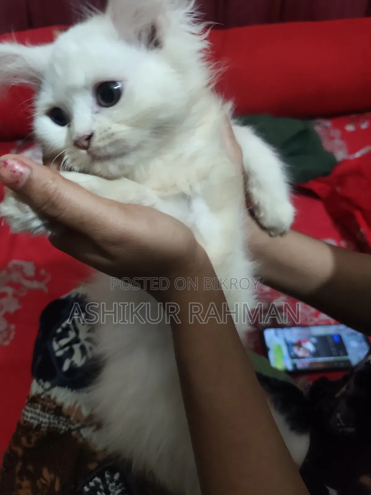 3-6 Months Female Purebred Persian