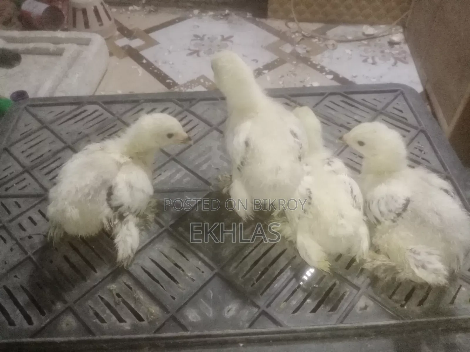 20-Day-Old Brahma Chicks