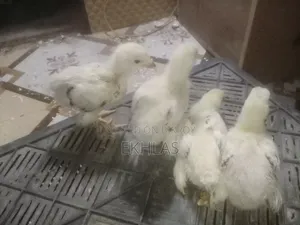 20-Day-Old Brahma Chicks