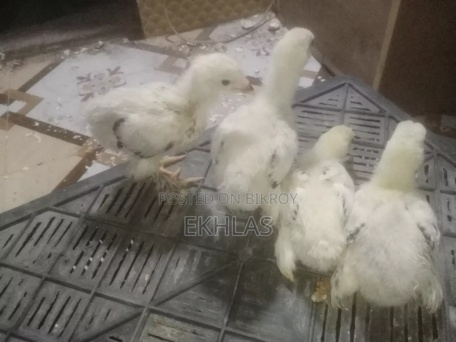 20-Day-Old Brahma Chicks