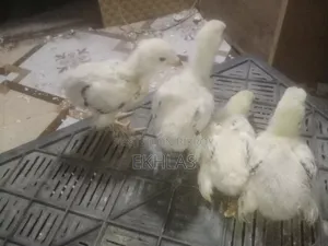 20-Day-Old Brahma Chicks