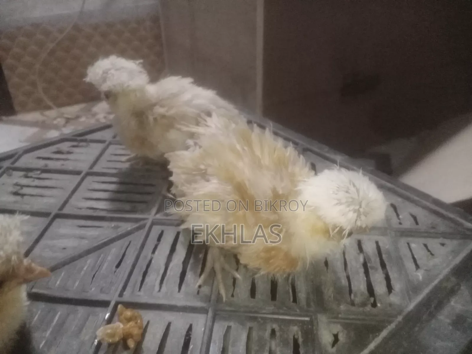 ২০ দিন বয়সি বাফ ফ্রিজেল পলিস ক্যাপ মুরগির বাচ্চা