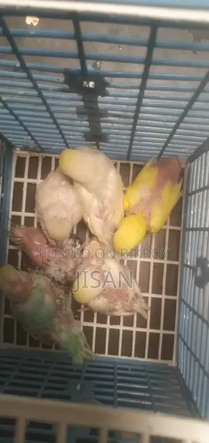 বাজ্রিগার পাখি,  ১০০ টাকা পিচ, দামাদামি করবেন না