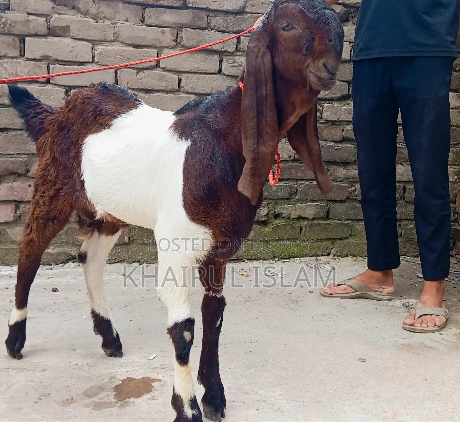 উন্নত জাতের এক জোড়া তোতাপুরি ছাগল