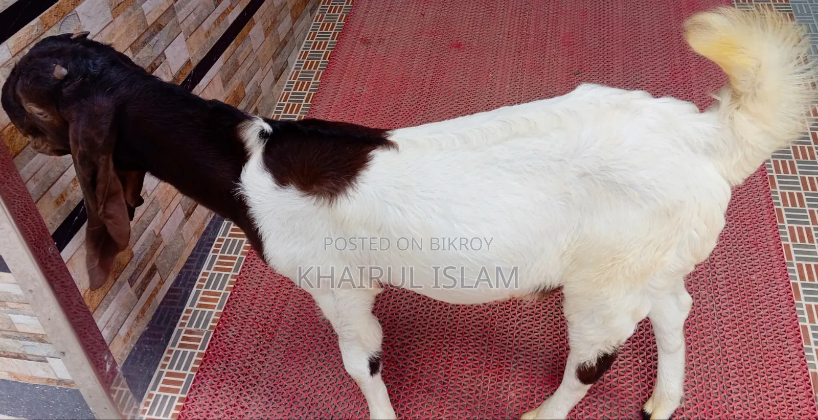 উন্নত জাতের এক জোড়া তোতাপুরি ছাগল