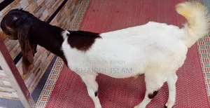 উন্নত জাতের এক জোড়া তোতাপুরি ছাগল