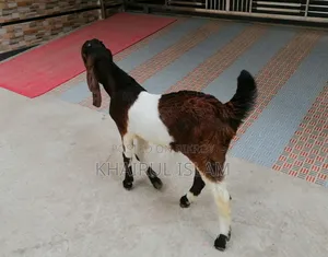 উন্নত জাতের এক জোড়া তোতাপুরি ছাগল