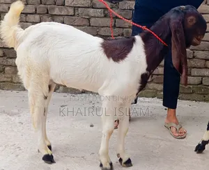 উন্নত জাতের এক জোড়া তোতাপুরি ছাগল