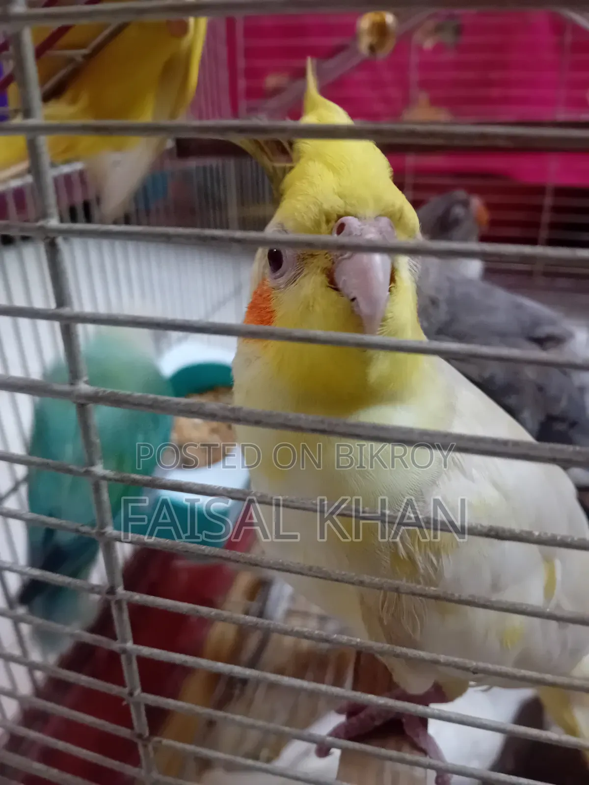 Love Bird Cockatiel Team