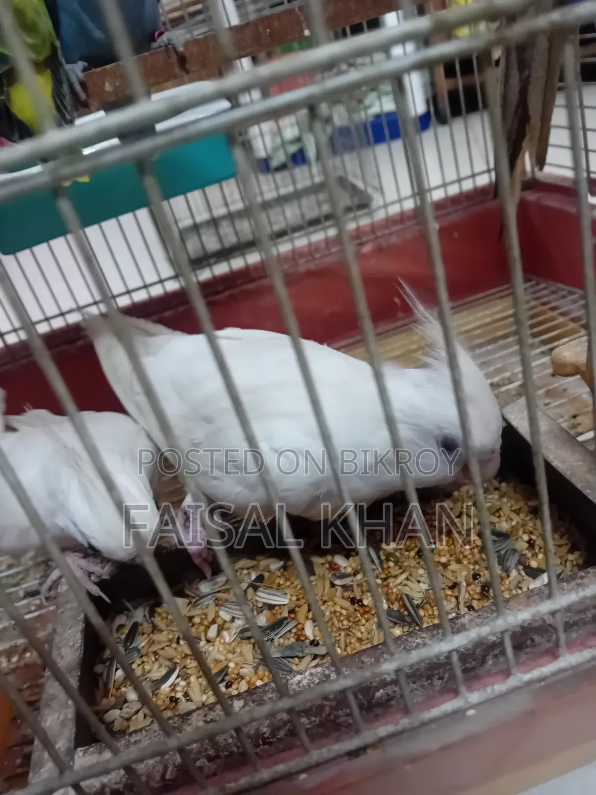 Love Bird Cockatiel Team