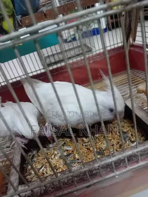 Love Bird Cockatiel Team