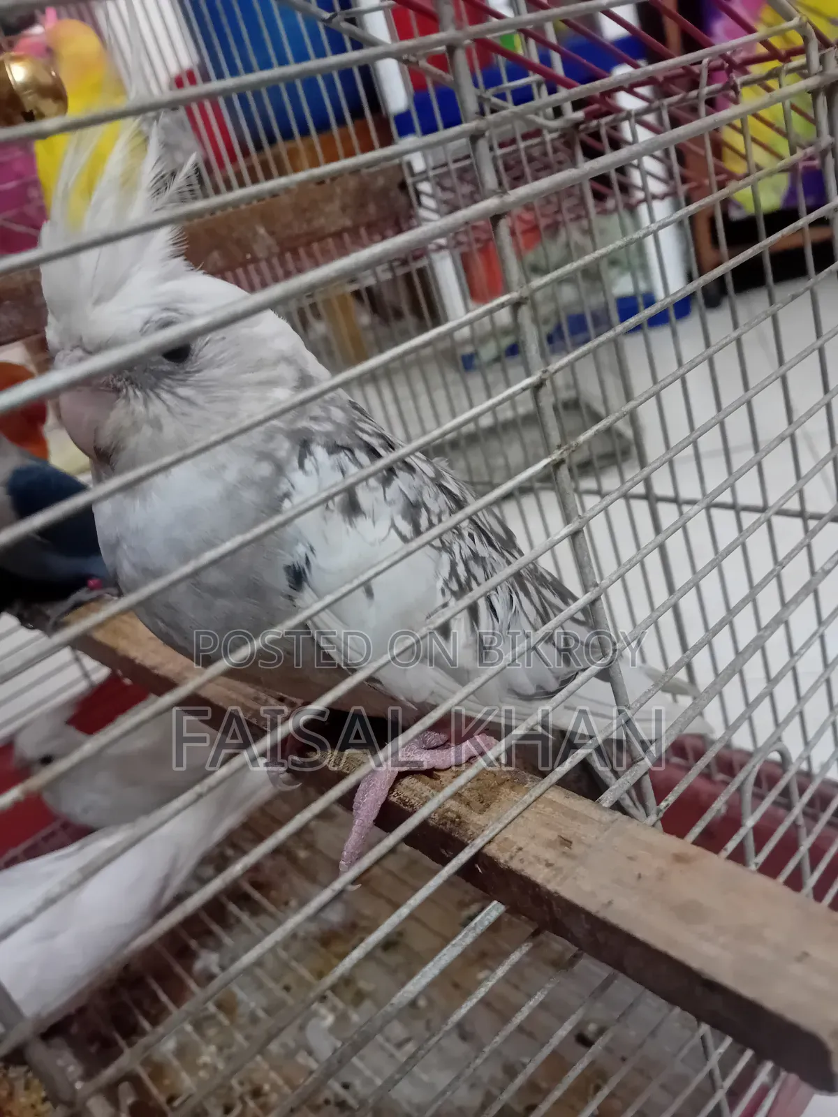 Love Bird Cockatiel Team