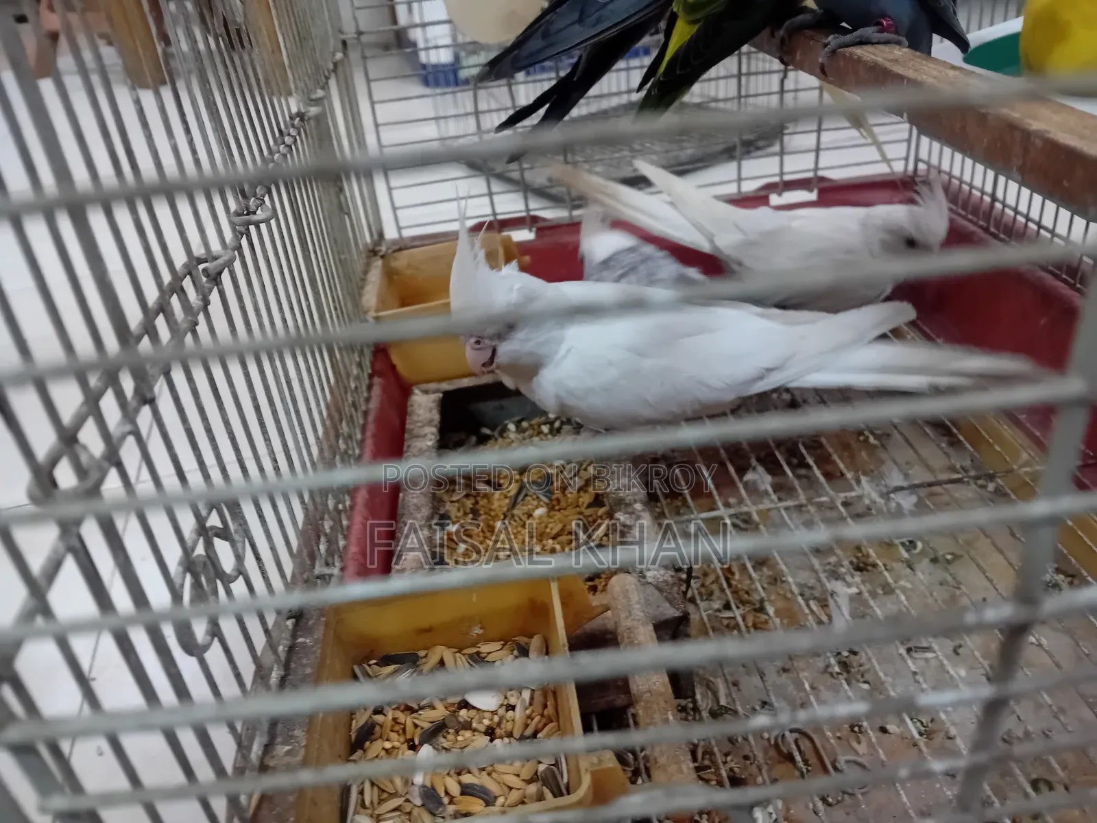 Love Bird Cockatiel Team