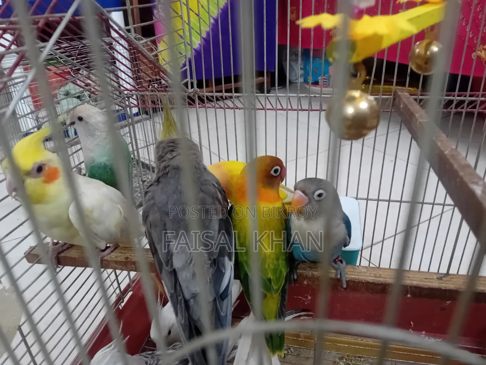 Love Bird Cockatiel Team