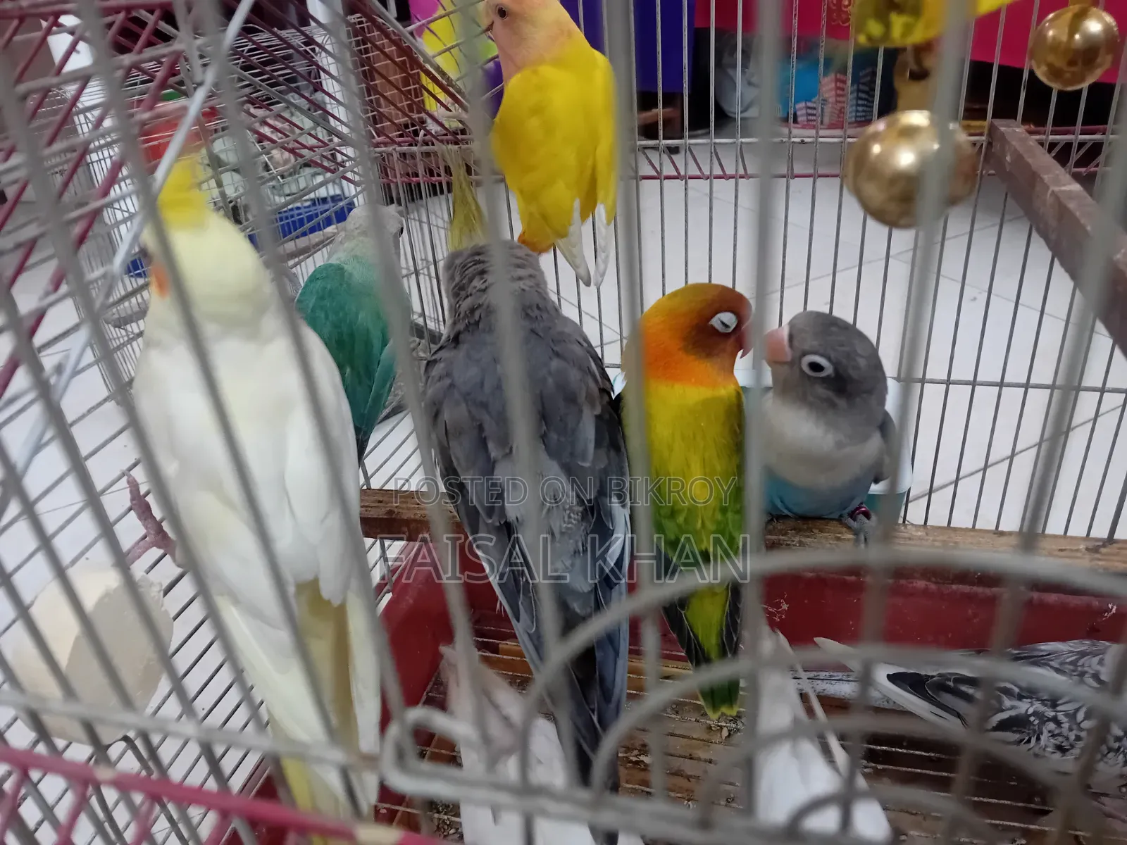 Love Bird Cockatiel Team