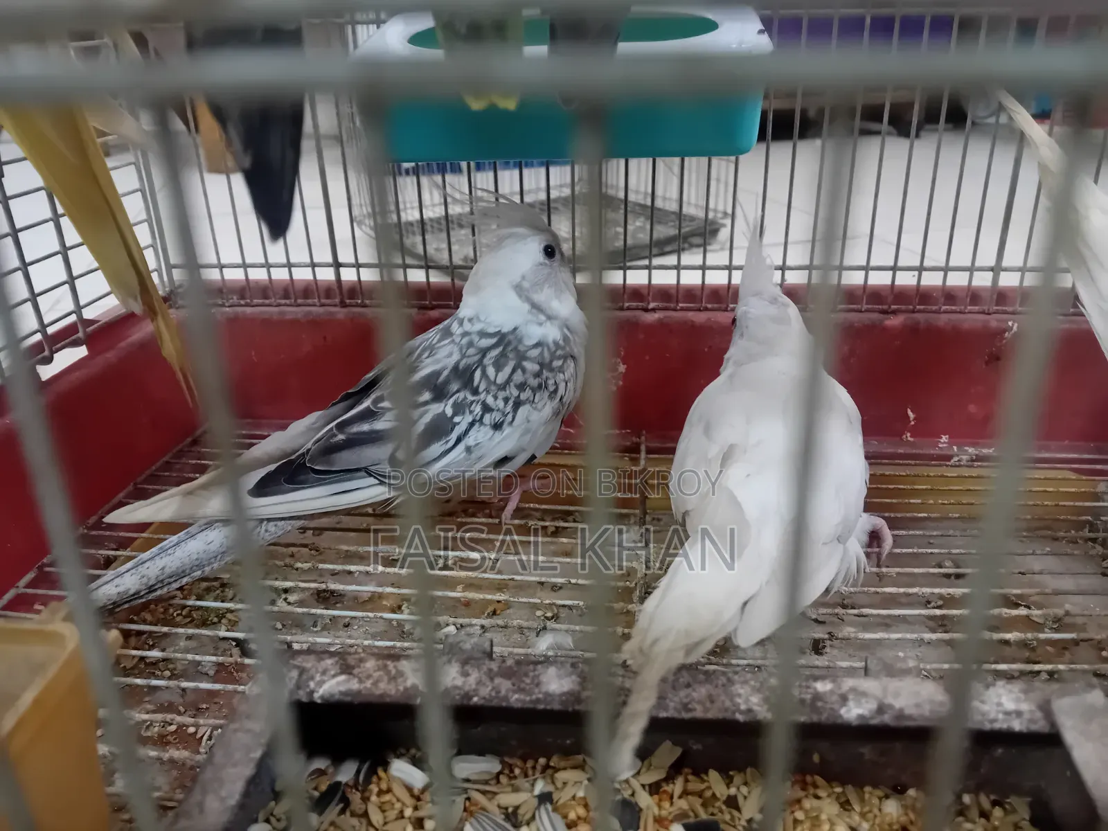 Love Bird Cockatiel Team