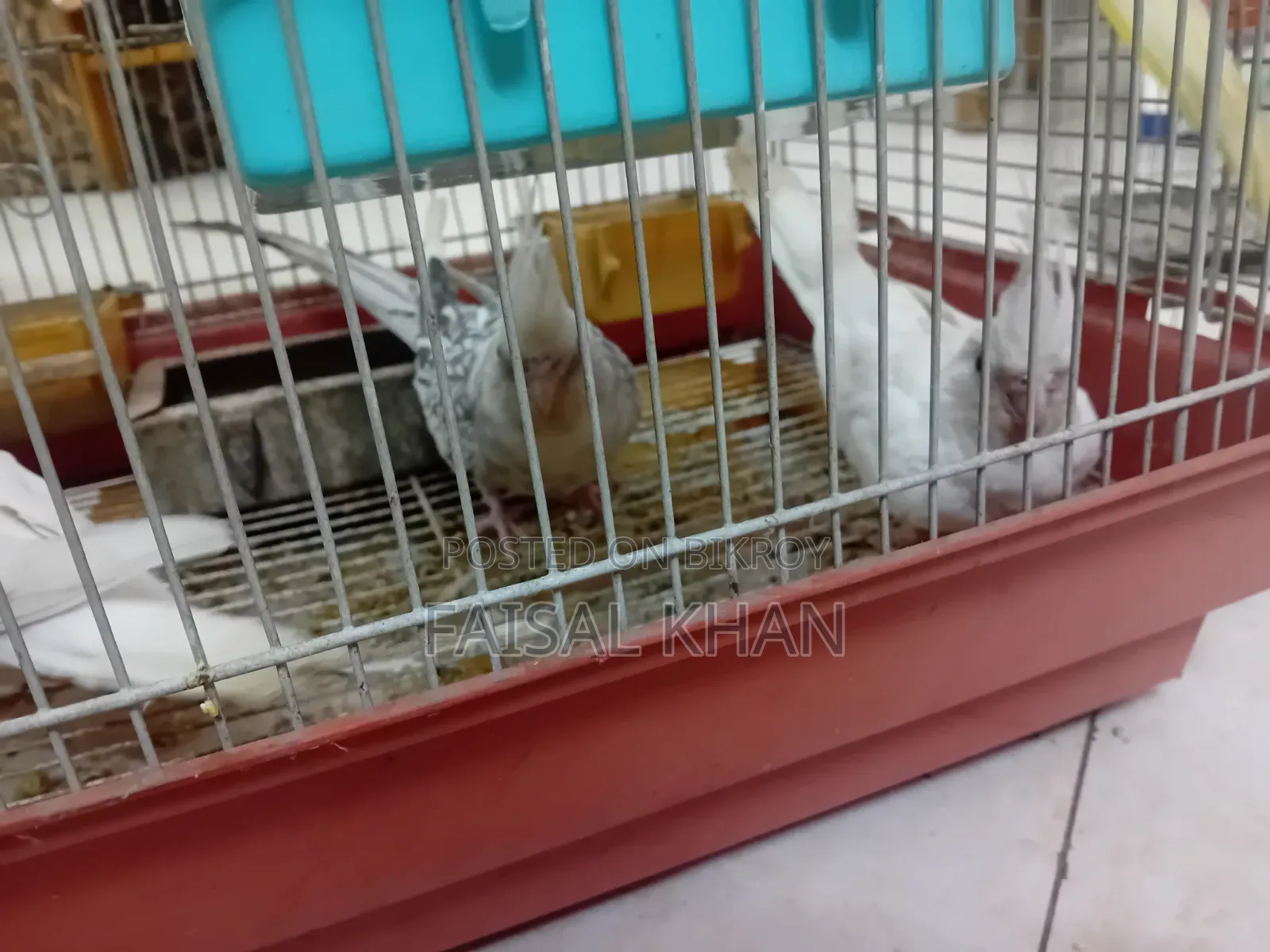 Love Bird Cockatiel Team