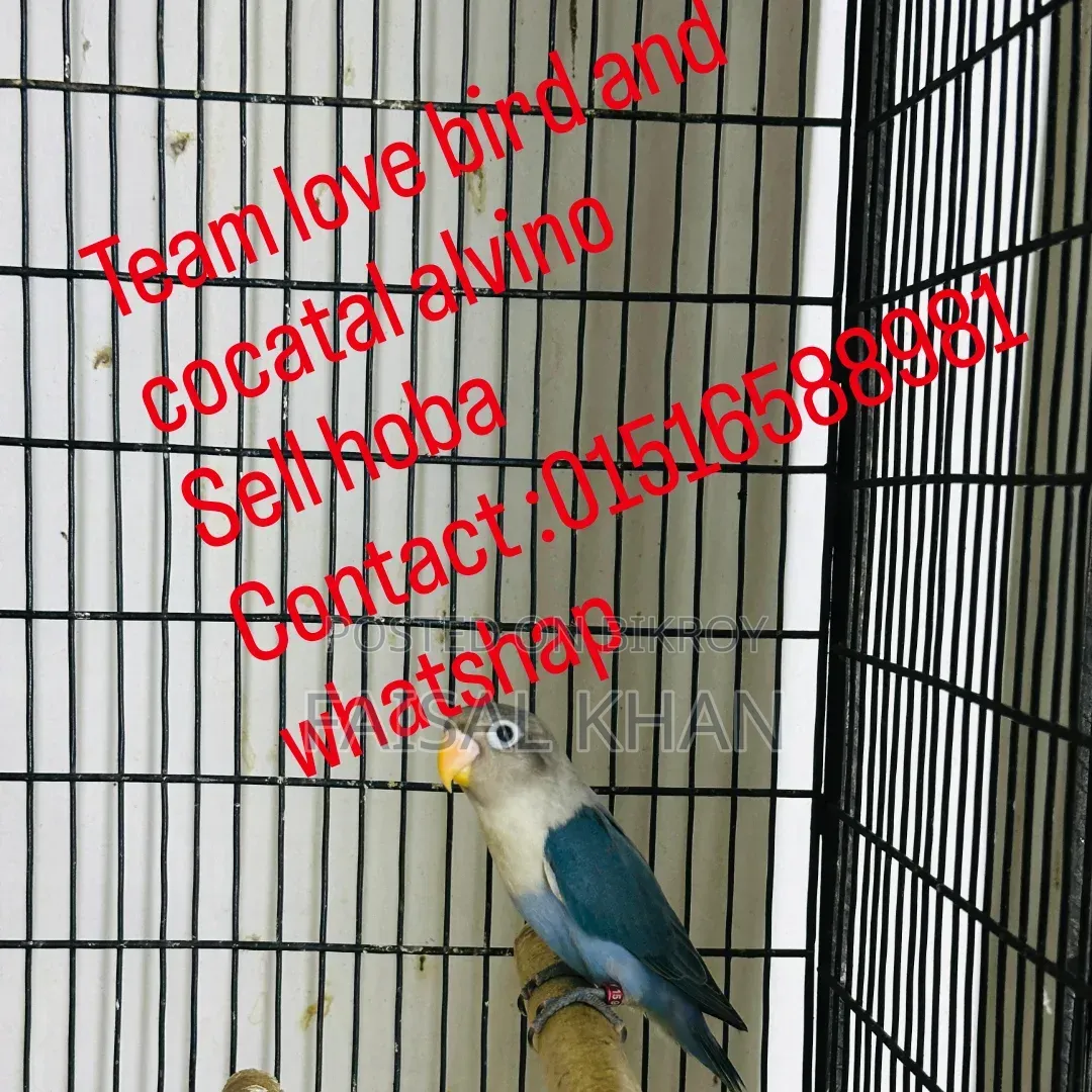 Love Bird Cockatiel Team