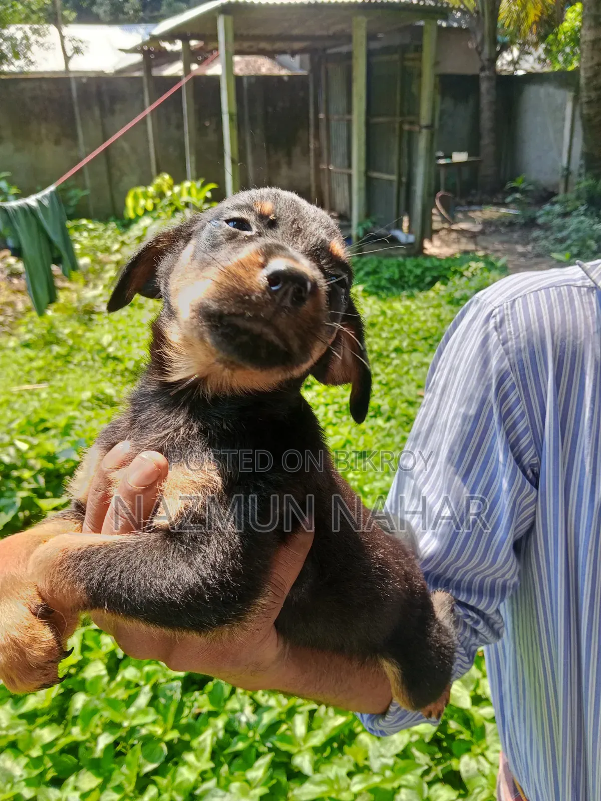0-1 Month Male Purebred Rottweiler