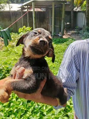 0-1 Month Male Purebred Rottweiler