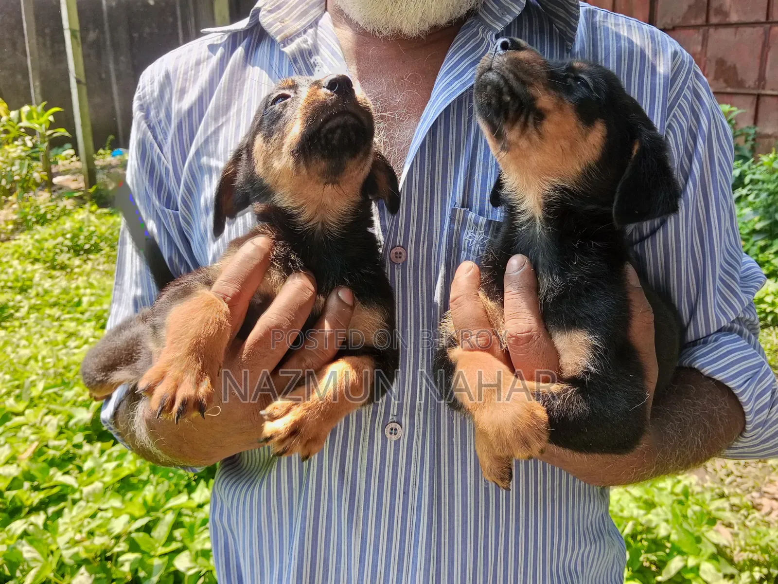 0-1 Month Male Purebred Rottweiler